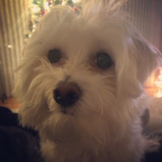 Which Candles Are Safe For Pets?